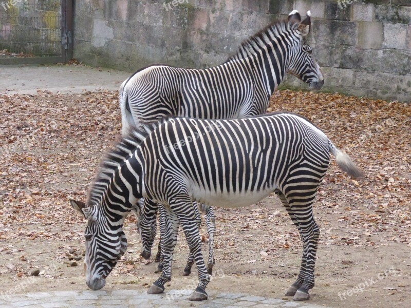 Zebra Zoo Black And White Animal Wild Animal