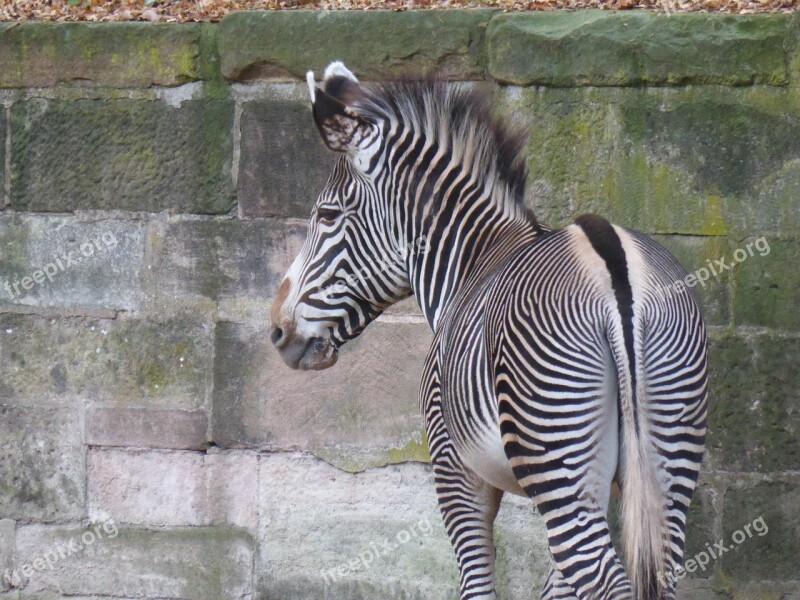 Zebra Butt Drawing Animal Wild Animal