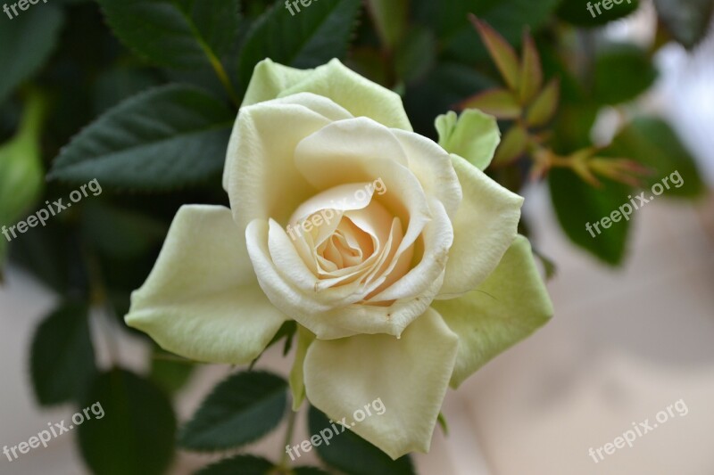 Cream Rose Perfect Bloom Flower Rose Perennial