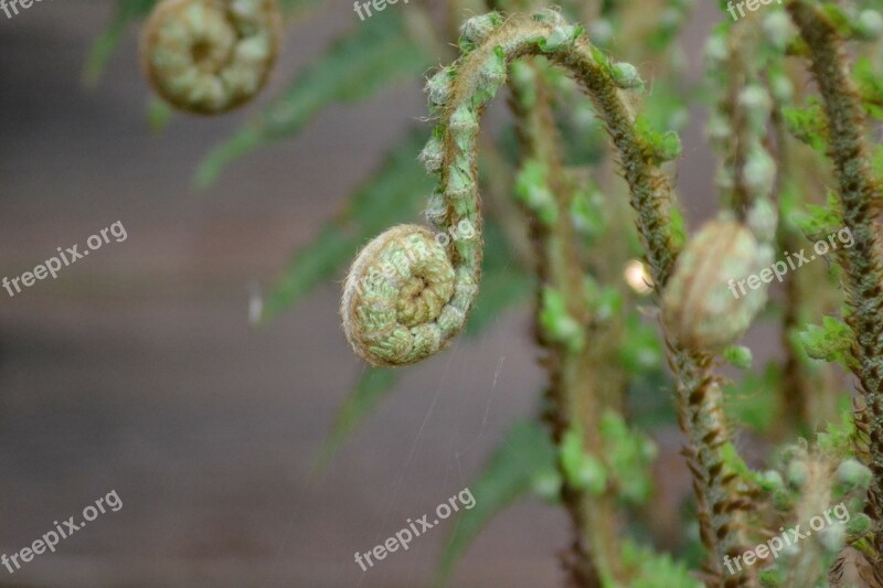 Fern Lady Fern Athyrium Filix-femina Ferns Green