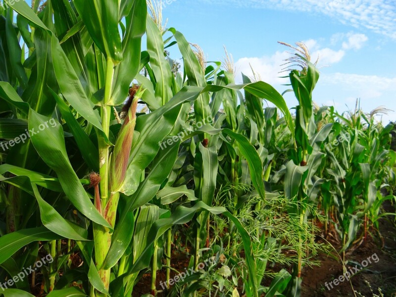 Maize Crop Corn Cultivation Agriculture