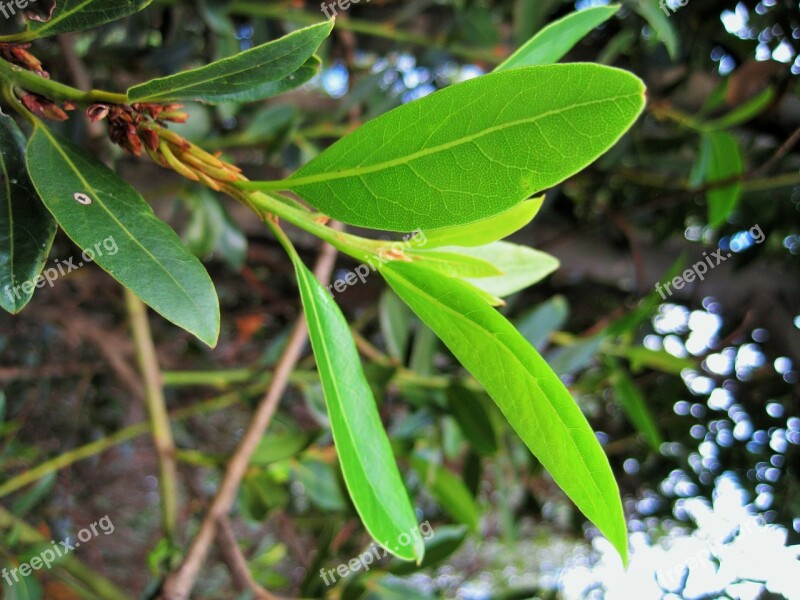 Bay Leaf Sprig Leaf Bay Green Light