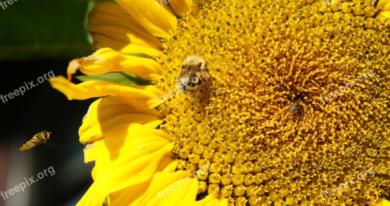 Sunflower Bees Insects Summer Seeds