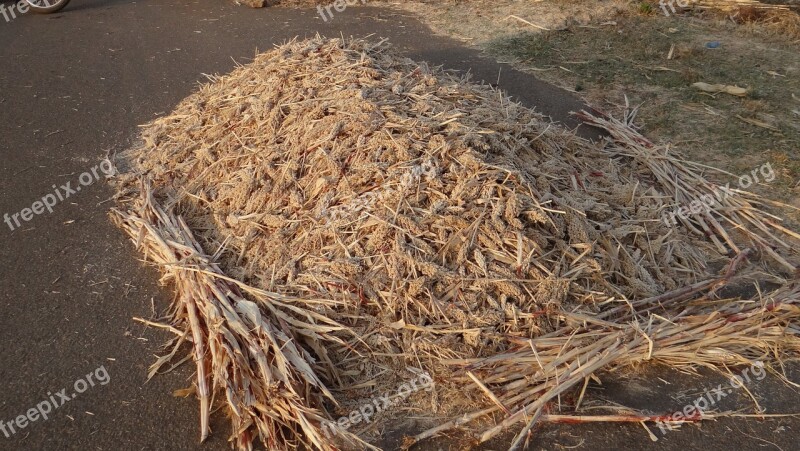 Sorghum Jowar Sorghum-spikes Harvested Karnataka