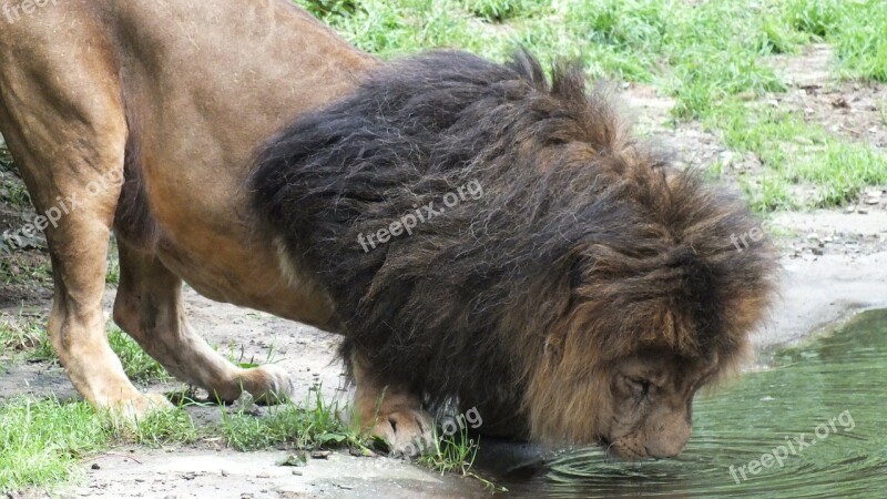 Lion Big Cat Drink Predator Free Photos