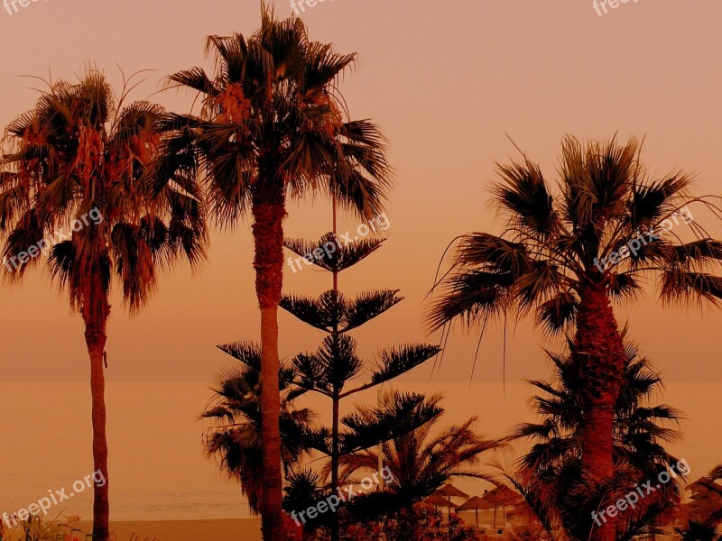 Palm Trees Sunset Sand Beach Orange Beautiful