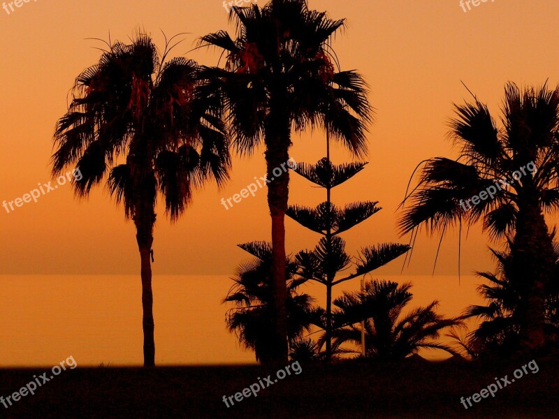 Palm Trees Sunset Beach Nerja Free Photos