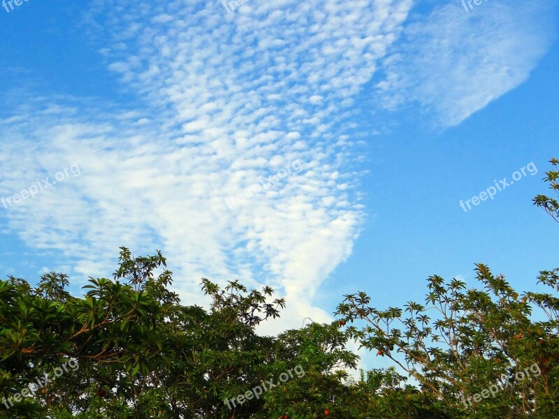 Fruit Garden Chikoo Chikoo Trees Clouds Altocumulus