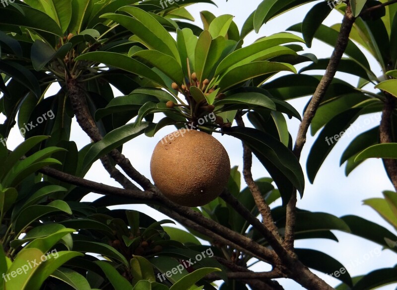 Chikoo Sapota Manilkara Zapota Tropical-fruit Sweet