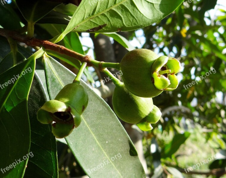 Syzygium Jambos Rose Apple Pomme Rose Tree Hulikatti