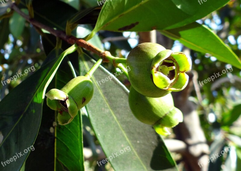 Syzygium Jambos Rose Apple Pomme Rose Tree Hulikatti