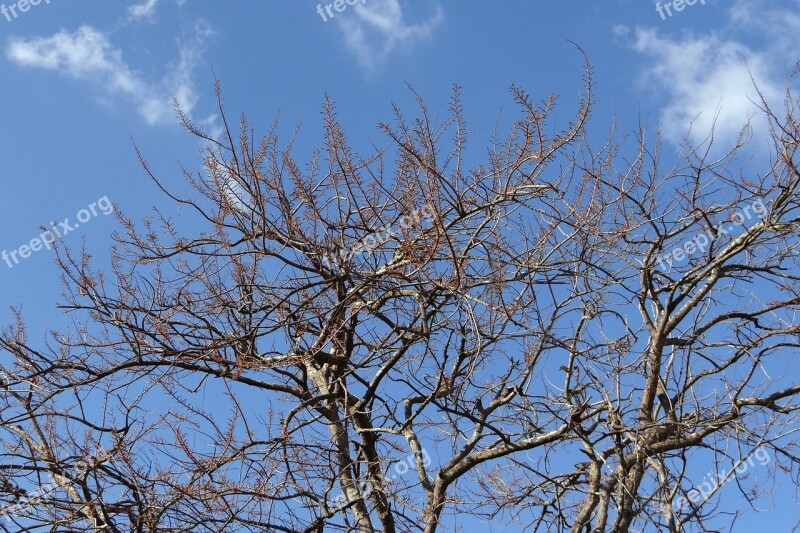 Amla Emblica Officinalis Budding-leaves Indian Gooseberry Tree