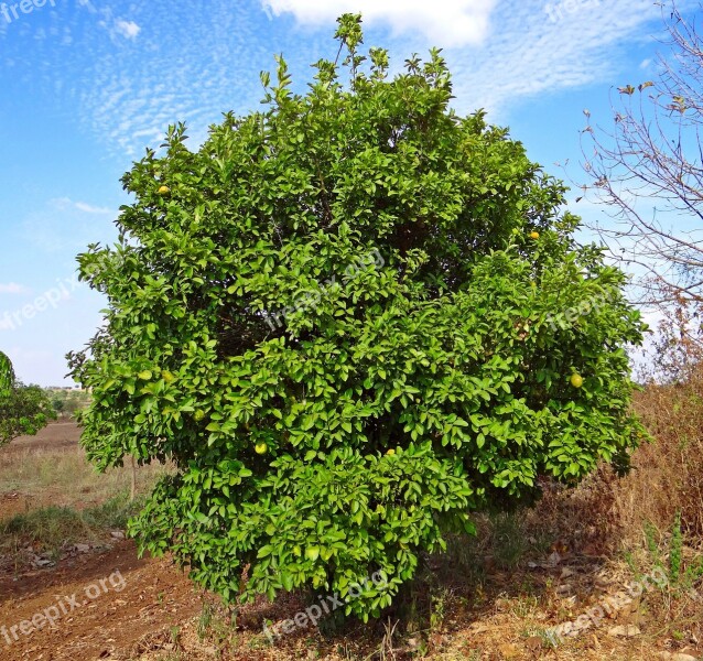 Lemon Tree Citron Fruit Tree Hulikatti