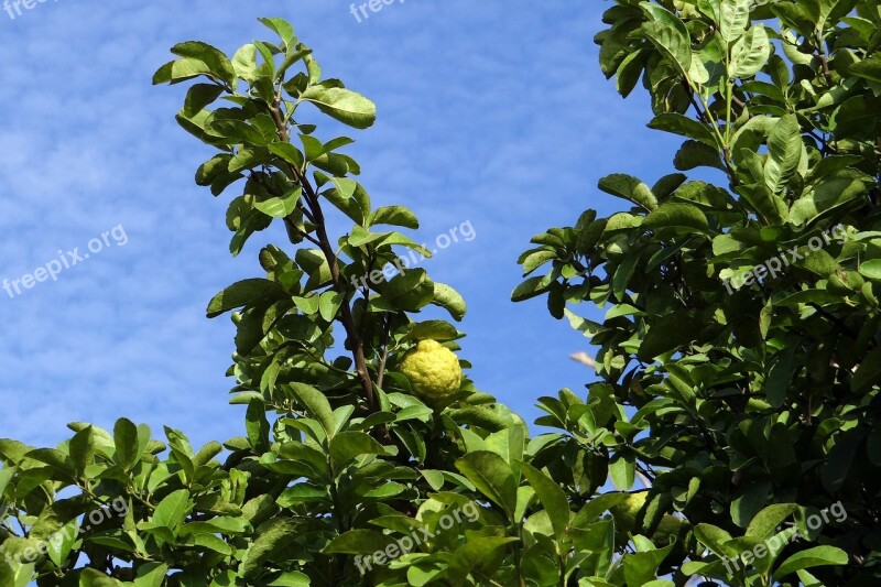 Lemon Tree Citron Fruit Sour Vitamin C