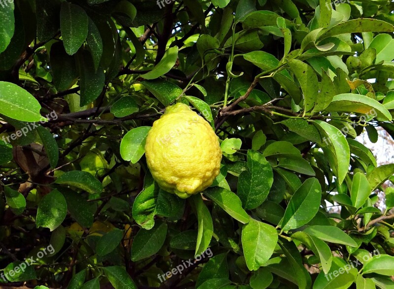 Citron Fruit Sour Vitamin C Hulikatti