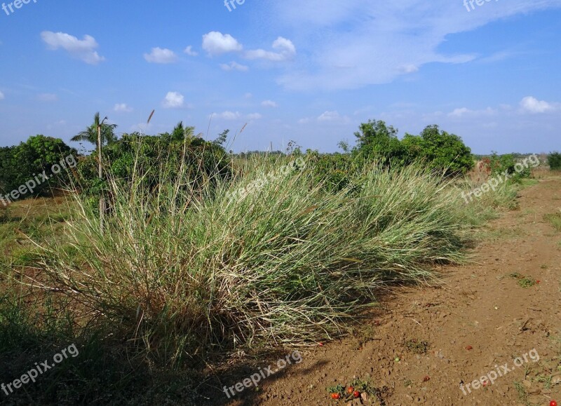 Grass Napier Biomass Agriculture Hulikatti