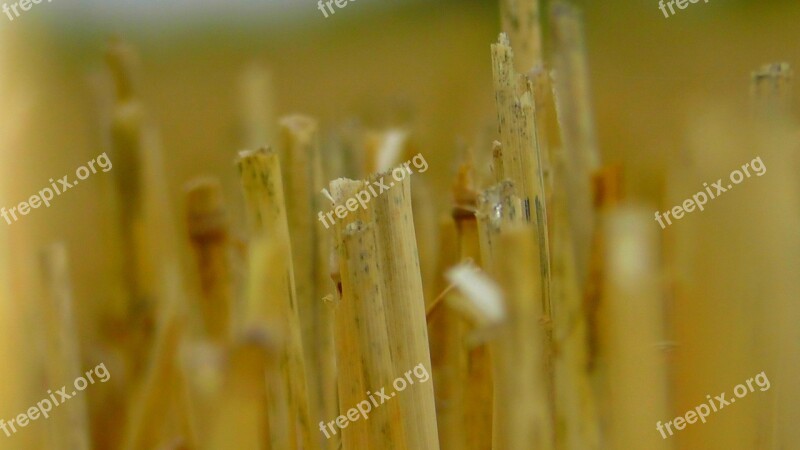 Straw Field Golden Nature Harvest