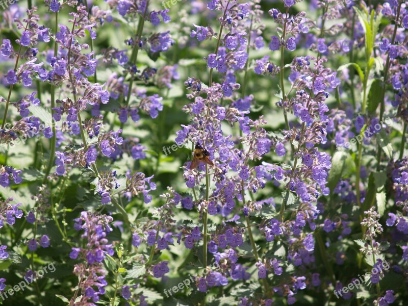 Purple Flower Perennial Purple Blossom Spring Flowers