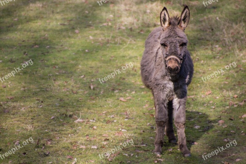 Mule Donkey Cuddly Meadow Brown Free Photos