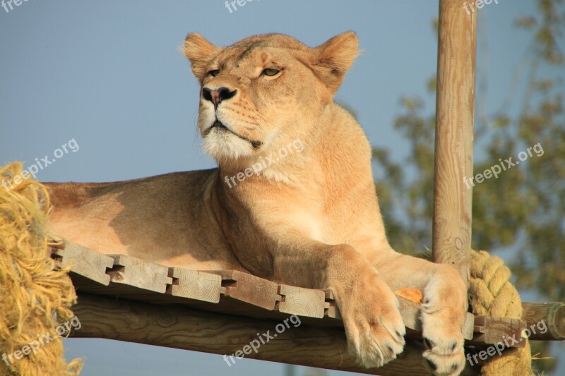 Lioness Animal Savannah Free Photos