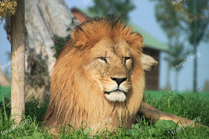 Lion Animal Savannah Free Photos