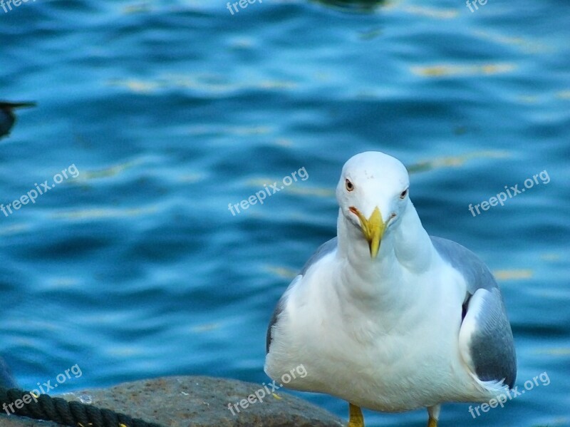 Seagull Bird Water Seagulls Sea