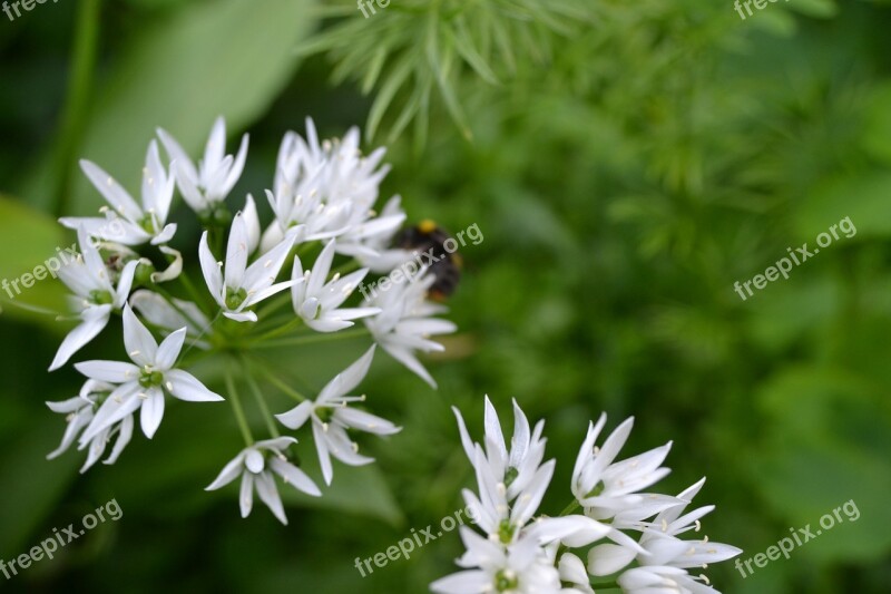 Wild Garlic White Flower Herb Ransoms Allium Ursinum