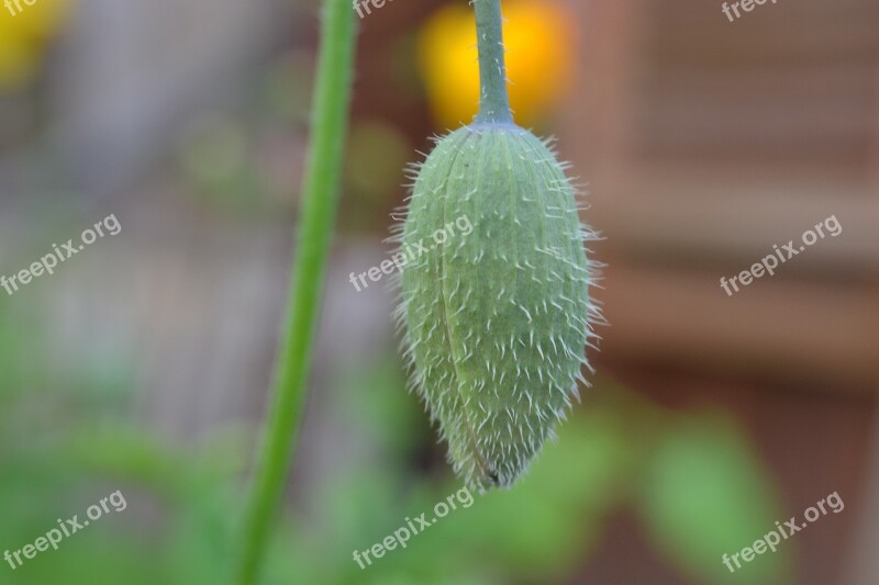 Poppy Bud Close-up Wild Flower Hairs Stem