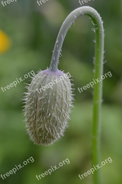 Poppy Bud Close-up Wild Flower Hairs Stem