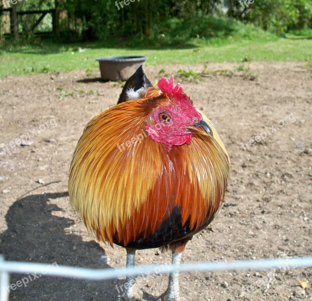 Golden Cockerel Fowl Male Bird Domesticated