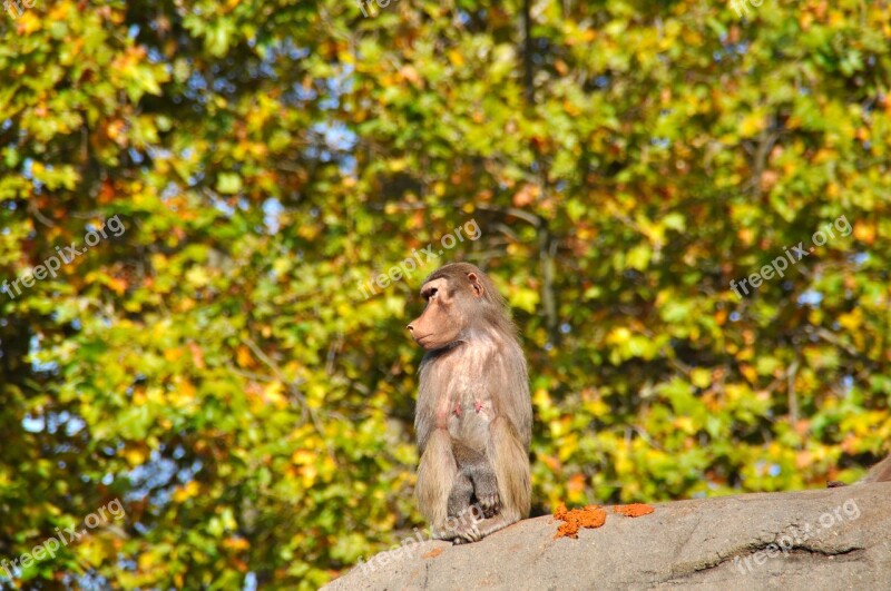 Baboons Papio Old World Monkey Relatives Cercopithecidae Monkey