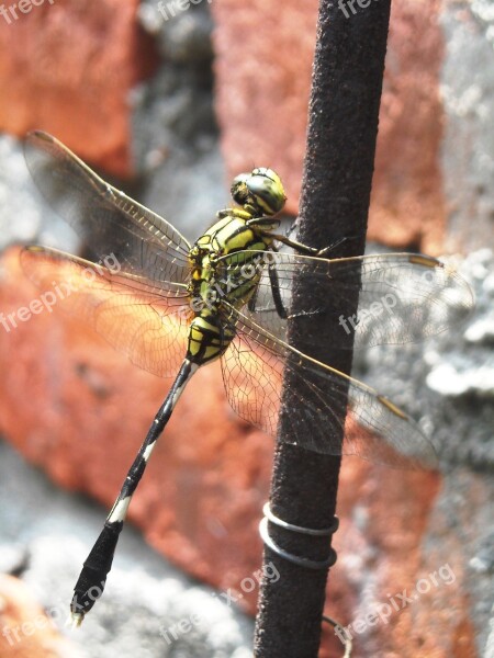 Dragonfly Green Black Wire Wall