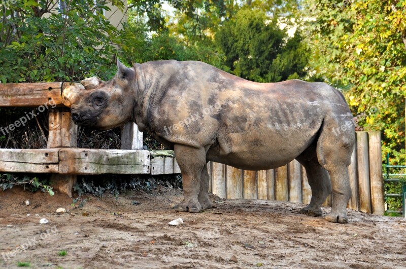 Rhino Zoo Mammals Free Photos