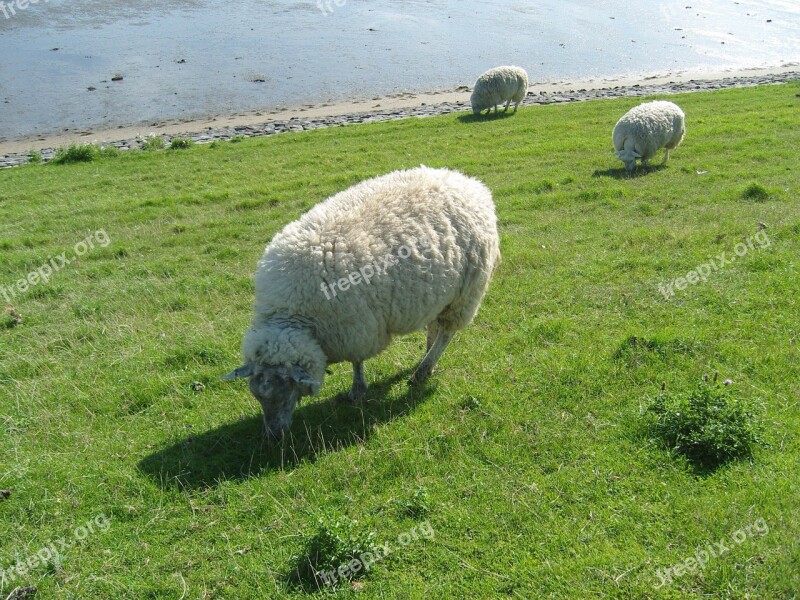 Sheep Grass Meadow Pasture Rush