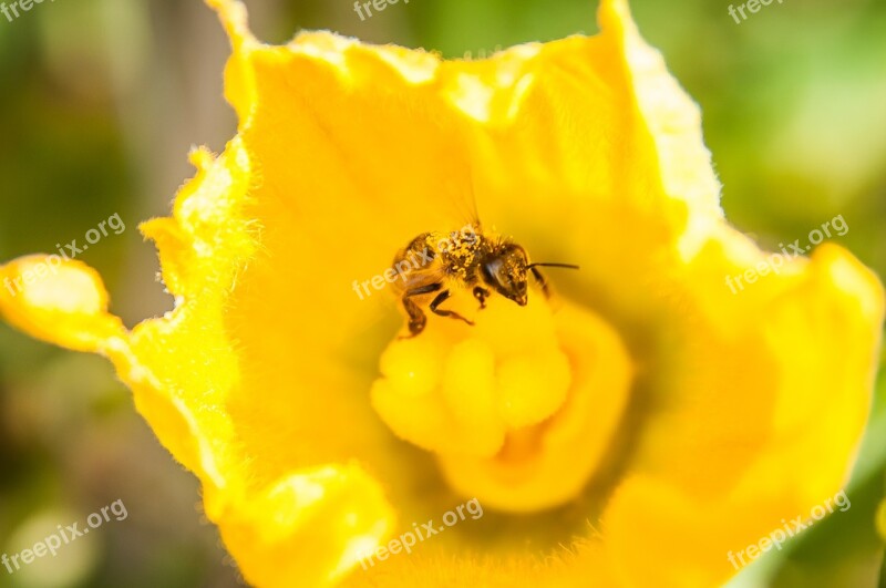 Bee Yellow Pollen Close Up Pollination