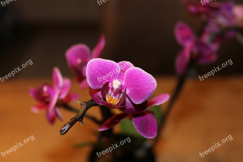 Purple Flower Orchid Plant Nature