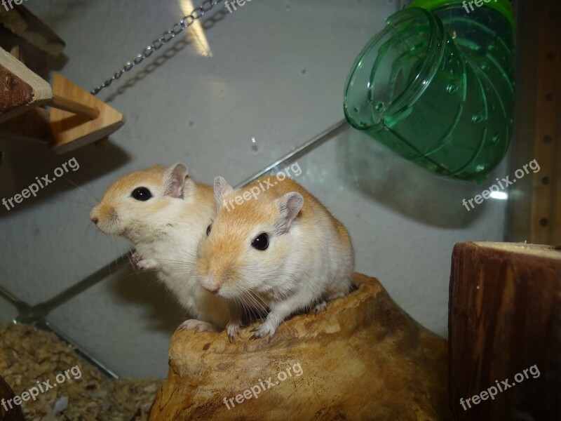 Mongolian Gerbils Mice Small Animals Curious Nager