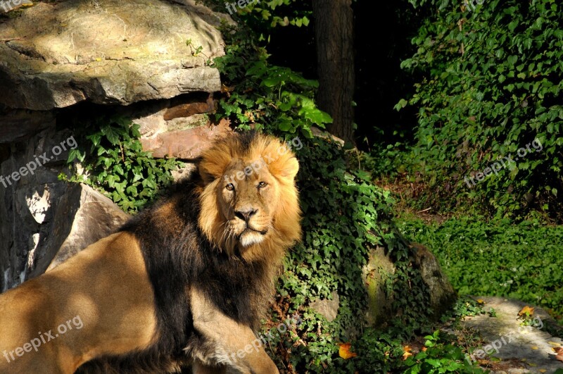 Lion Zoo Big Cat Predator Animals