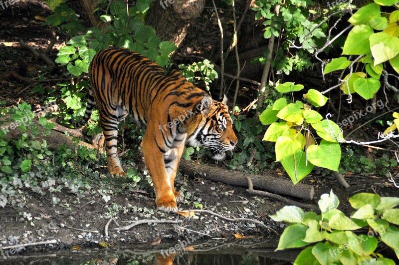 Tiger Zoo Big Cat Predator Animals