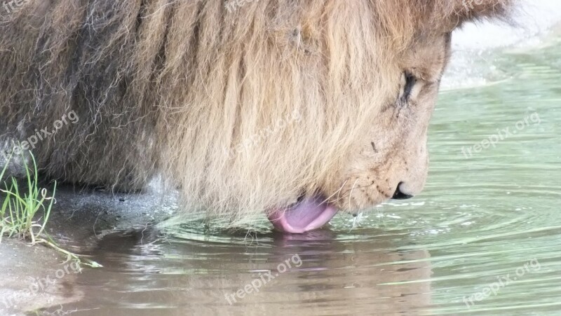 Lion Drink Zoo Free Photos