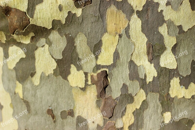 Sycamore Tree Bark Tree Bark Colorful