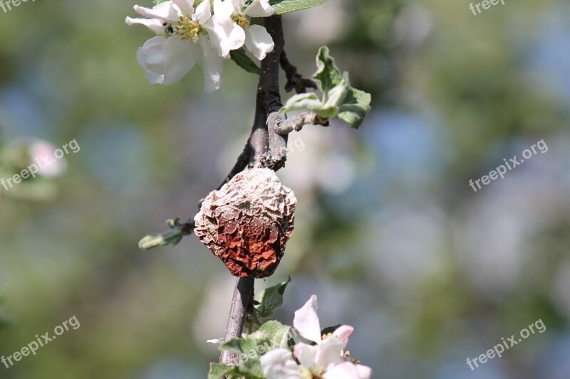 Apple Blossom Rotten Spring Close-up