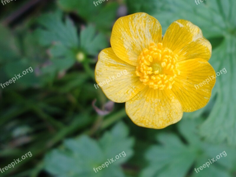 Buttercup Flower Yellow Free Photos