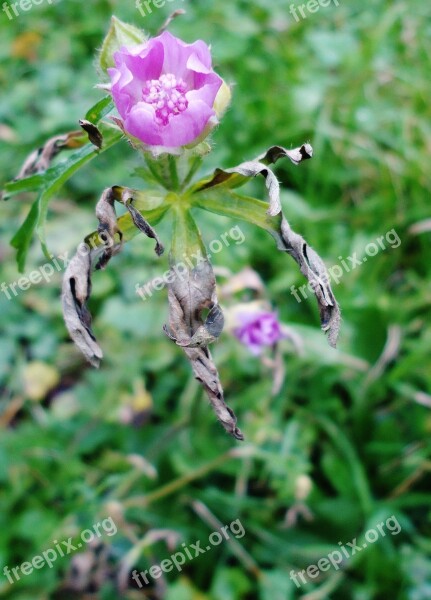 Flower Pink Damaged Nature Macro