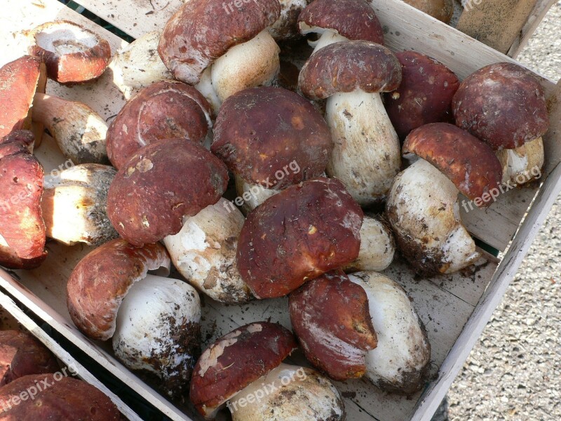 Porcini Mushrooms Mushroom Italy Market Free Photos