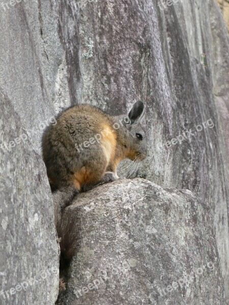 Rabbit Ucayali Peru Free Photos