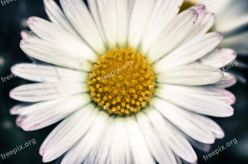 Flower Flowers Daisy Pollen Macro