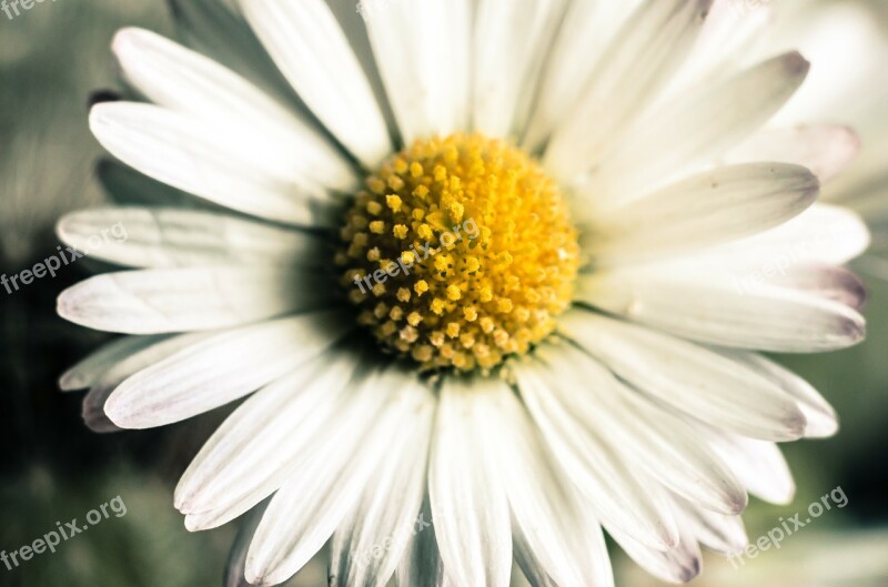 Flower Flowers Daisy Pollen Macro