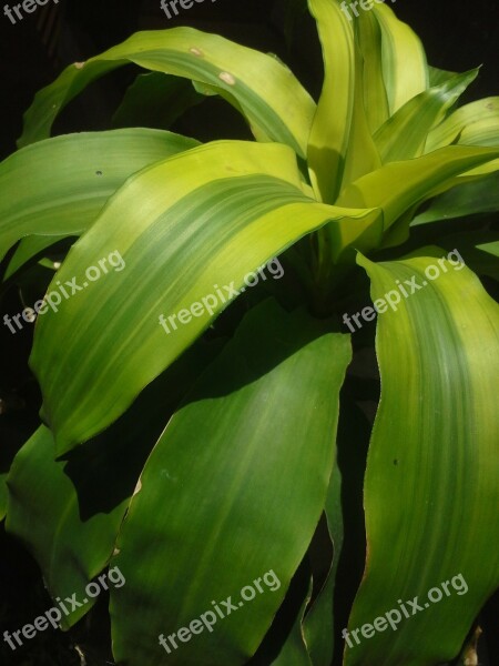 Green Stick Plants Green Nature Garden