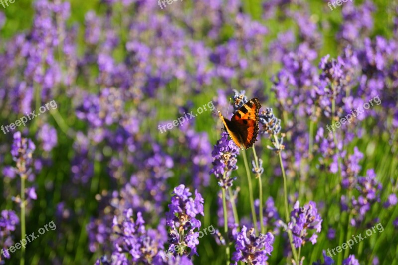 Lavender Butterfly Herbs Flower Nature